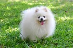 Cute and Adorable pomeranian Puppies 